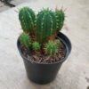 Euphorbia Aggregata Cluster (Kaktus Zombie) - Gambar 4
