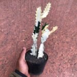 Euphorbia Lactea White Ghost