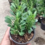 Euphorbia Trigona