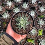 Haworthia Attenuata Zebra
