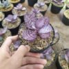 Sukulen Echeveria Zorro - Gambar 2