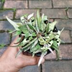 Euphorbia Francoisii