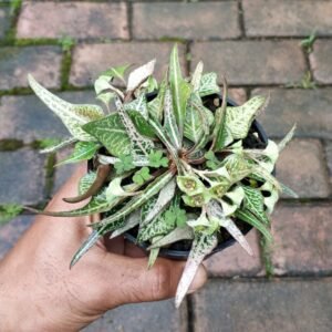 Euphorbia Francoisii