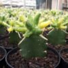 Kaktus Grafting Bintang Variegata - Gambar 3
