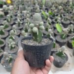 Kaktus Grafting Rebutia
