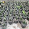 Kaktus Grafting Rebutia - Gambar 2