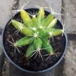 Kaktus Grafting Bintang Variegata