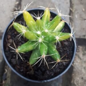 Kaktus Grafting Bintang Variegata
