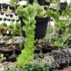 Jade Plant Gantung / Trailing Jade - Gambar 4