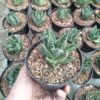 Aloe Aristata (Lace Aloe) - Gambar 2