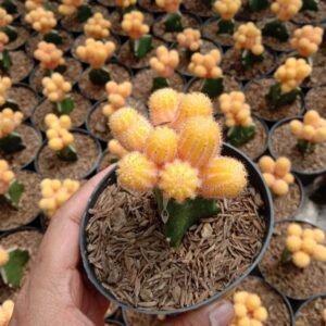 Kaktus Grafting Lutea Cluster