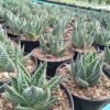 Aloe Aristata (Lace Aloe) - Gambar 3