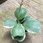 Love Hoya Variegata