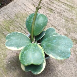 Love Hoya Variegata