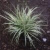 Rumput Carex Oshimensis 'Evergold' - Gambar 3
