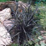 Rumput Hitam (Black Mondo Grass)