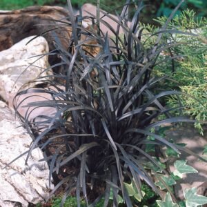 Rumput Hitam (Black Mondo Grass)