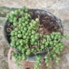 Kaktus Tasbih - Gambar 2