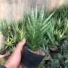 Sansevieria Francisii - Gambar 2