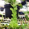 Jade Plant Gantung / Trailing Jade - Gambar 3