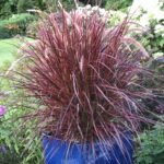Rumput Merah (Crimson Fountain Grass)