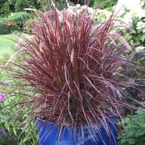 Rumput Merah (Crimson Fountain Grass)