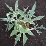 Pepaya Jepang Variegata / Cnidoscolus Aconitifolius