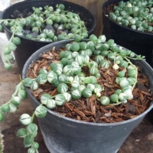 Kaktus Tasbih Variegata