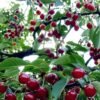 Cherry Jepang - Gambar 4