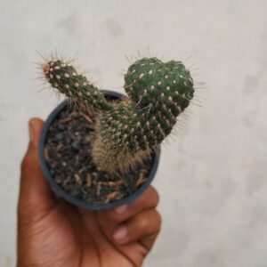 Kaktus Opuntia Fulgida