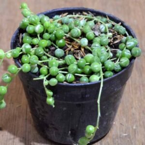 Kaktus Tasbih