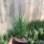 Sansevieria Francisii