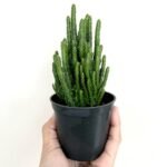 Kaktus Opuntia Tuna Monstruosa