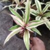 Bromelia Cryptanthus Putih - Gambar 3
