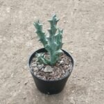 Kaktus Orbea Dummeri