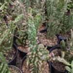 Kaktus Opuntia Monacantha