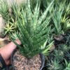 Sansevieria Francisii - Gambar 3
