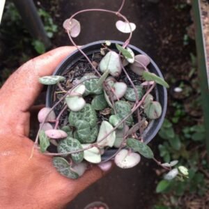 String of Hearts