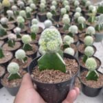 Kaktus Grafting Vetula