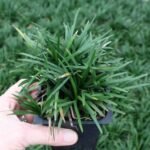 Rumput Kucai Mini