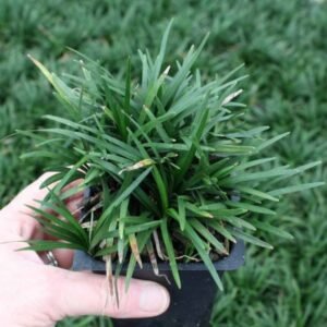 Rumput Kucai Mini