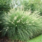 Rumput Hijau (Crimson Fountain Green)