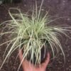 Rumput Carex Oshimensis 'Evergold' - Gambar 2
