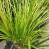 Rumput Kucai Jepang (Acorus Gramineus) - Gambar 2