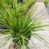Rumput Kucai Jepang (Acorus Gramineus) - Gambar 3