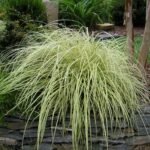 Rumput Carex Oshimensis 'Evergold'