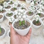 Kaktus Grafting Snowcap Cluster