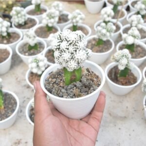 Kaktus Grafting Snowcap Cluster