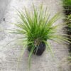 Rumput Kucai Jepang (Acorus Gramineus) - Gambar 4