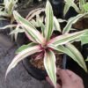 Bromelia Cryptanthus Putih - Gambar 2